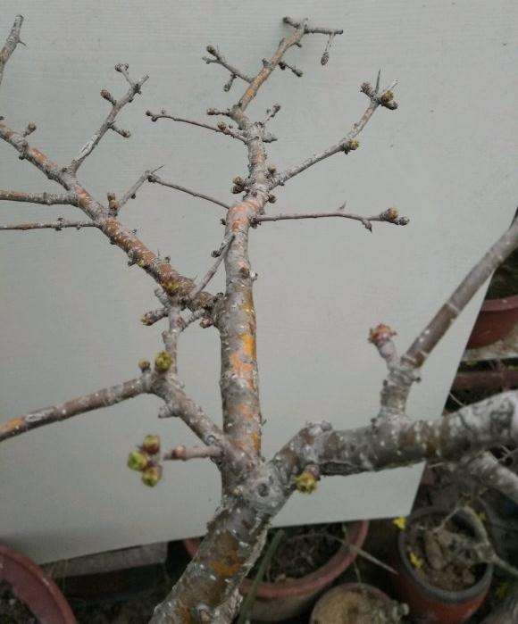 野山楂下山桩现在发芽了 怎么样