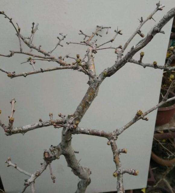 野山楂下山桩现在发芽了 怎么样