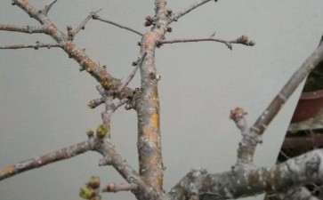 野山楂下山桩现在发芽了 可以吗 图片