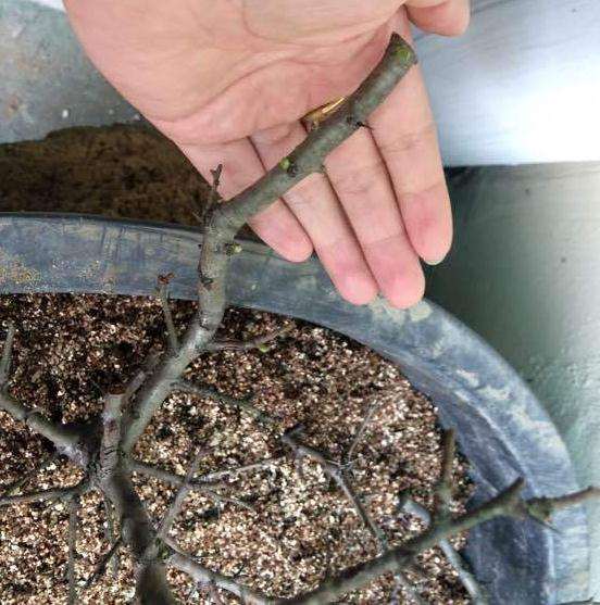 扦插的山楂下山桩活了