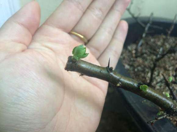 扦插的山楂下山桩活了