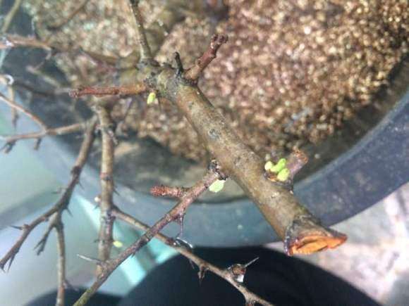 扦插的山楂下山桩活了