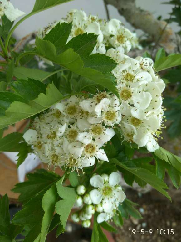 这是红花山楂下山桩吗