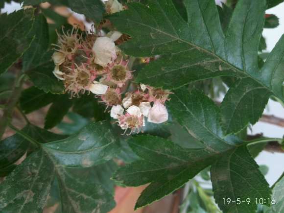 这是红花山楂下山桩吗