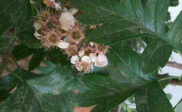 这是红花山楂下山桩吗 看不出来 图片