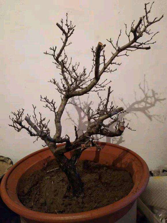 才挖的山楂下山桩 怎么样