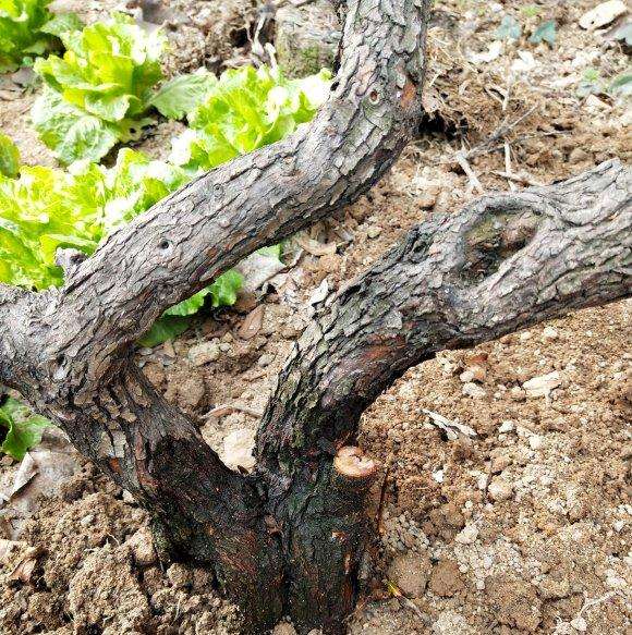 才挖的山楂下山桩 怎么样