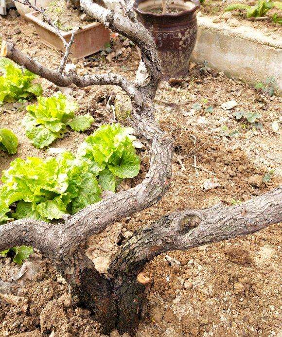 才挖的山楂下山桩 怎么样