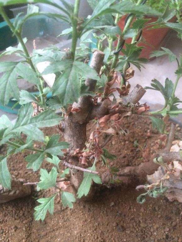 为什么山楂下山桩叶子全干掉