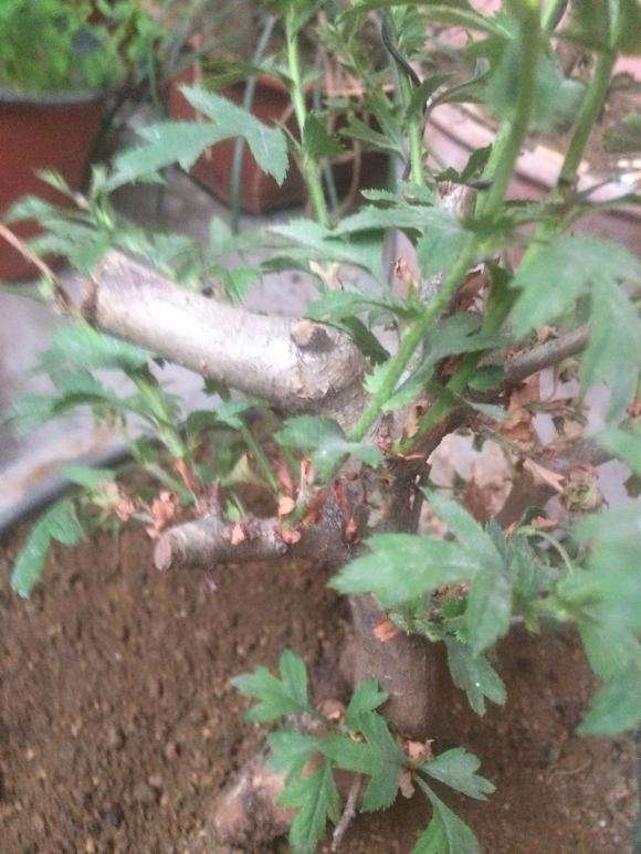 为什么山楂下山桩叶子全干掉