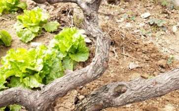 太行山上那么多下山桩 为何辉县玩盆景的少