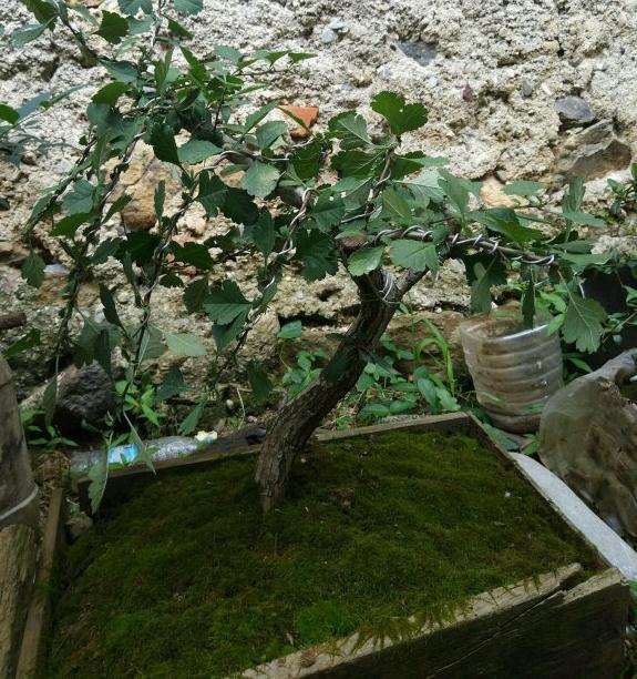 大家来讨论山楂下山桩采挖和养护