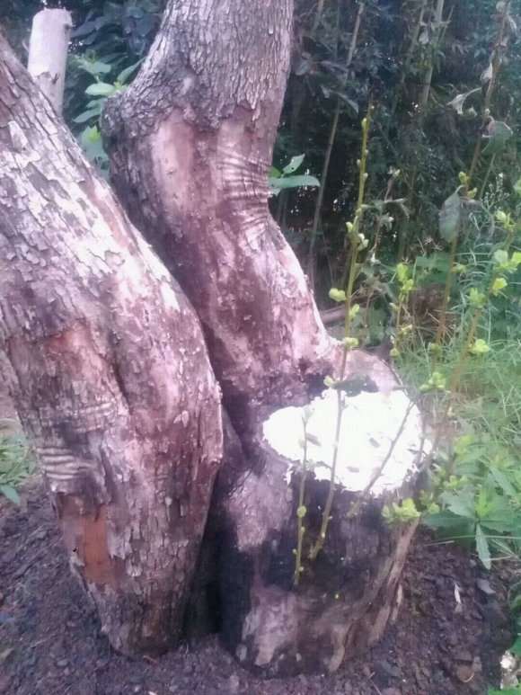 大家来讨论山楂下山桩采挖和养护