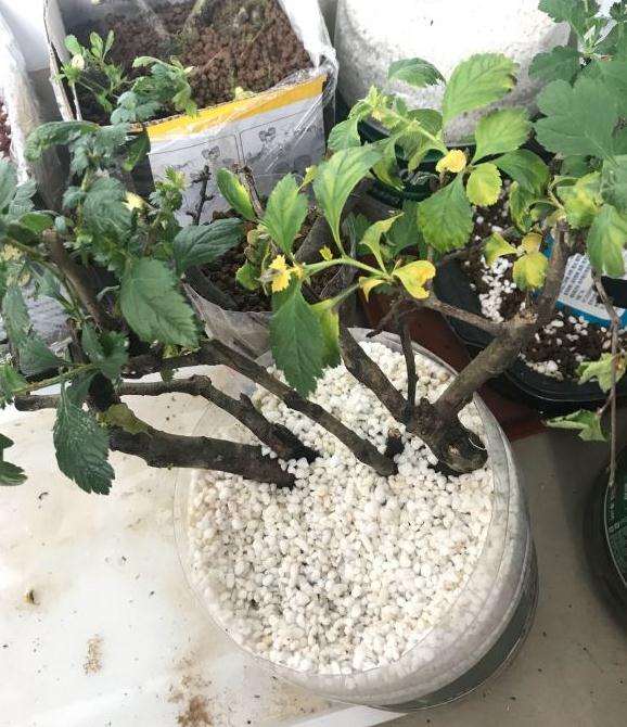 山楂下山桩叶子发黄是什么原因