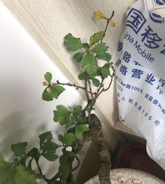 山楂下山桩叶子发黄是什么原因