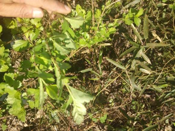 这个是什么野山楂下山桩