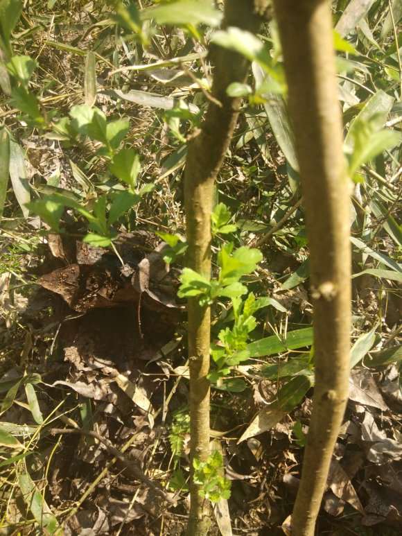 这个是什么野山楂下山桩