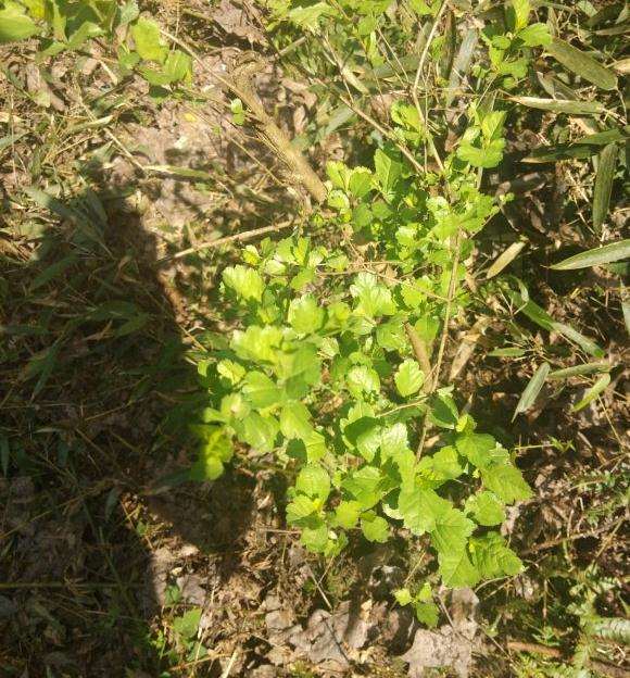 这个是什么野山楂下山桩