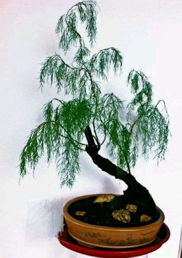 这颗柽柳盆景在室内养护2年了
