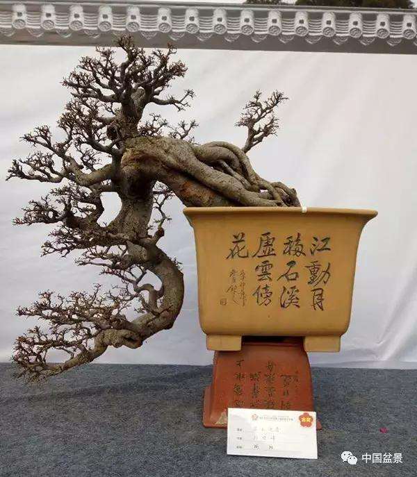 展览现场制作罗汉松盆景的过程 图片