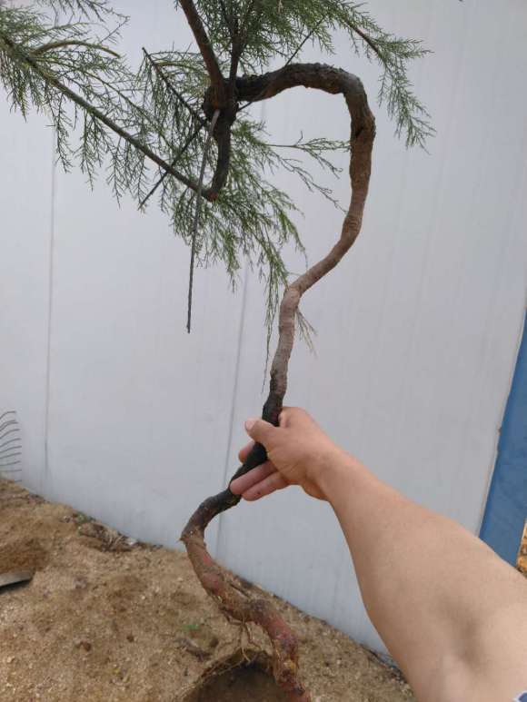 刚挖的柽柳下山桩 该怎么处理