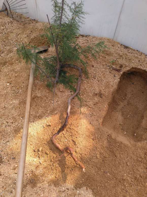 刚挖的柽柳下山桩 该怎么处理