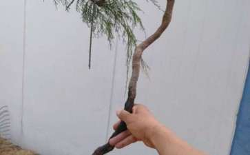 刚挖的柽柳下山桩 该怎么处理 图片