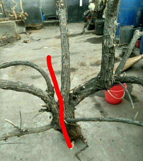 怪柳下山桩老桩该怎样留桩