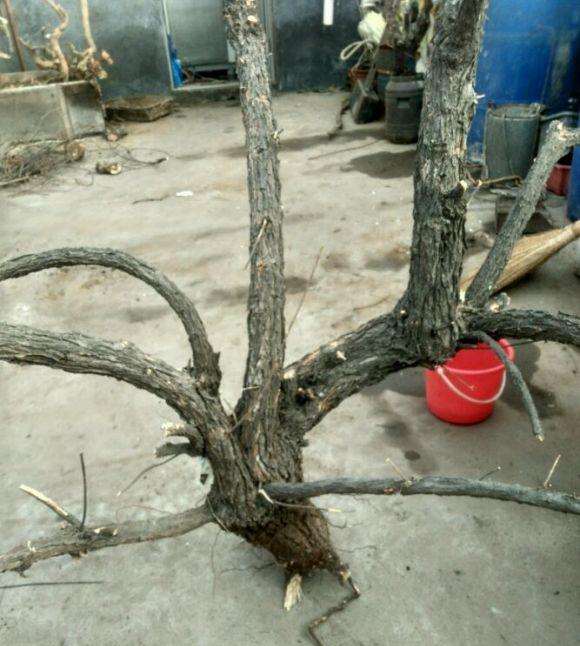 怪柳下山桩老桩该怎样留桩