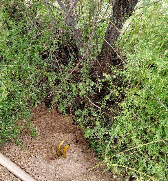 好多柽柳下山桩 不然一起挖了