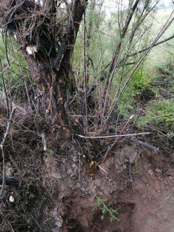 好多柽柳下山桩 不然一起挖了