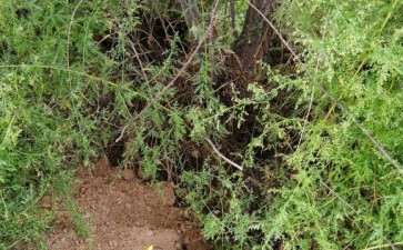 好多柽柳下山桩 不然一起挖了 可以吗 图片