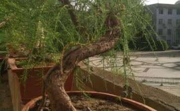 晒晒自己的疙瘩柽柳下山桩 可以吗 图片