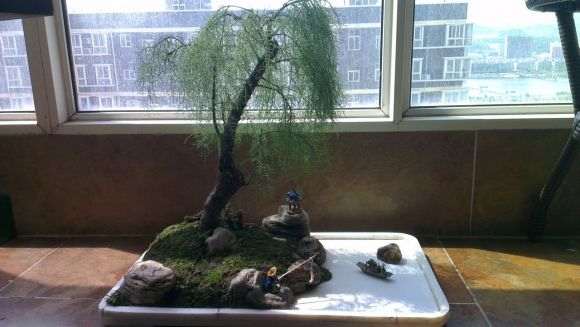 柽柳下山桩也能做盆景吗