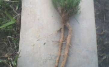 柽柳下山桩也能做盆景吗 图片