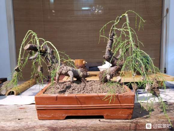 柽柳下山桩上盆 怎么样 大家看看如何