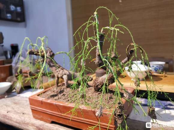 柽柳下山桩上盆 怎么样 大家看看如何