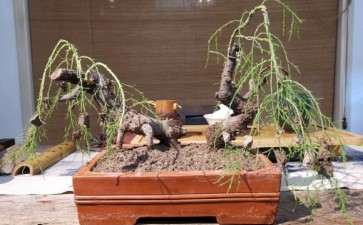 柽柳下山桩上盆 可以吗 大家看看如何