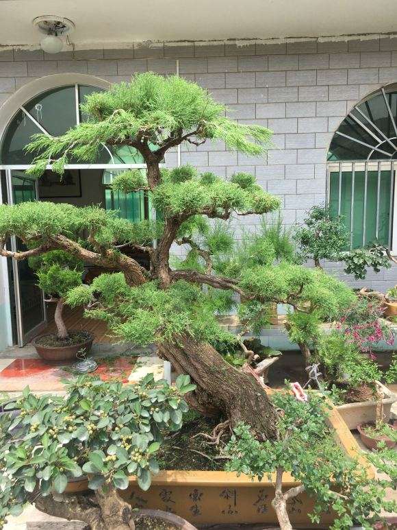 我家的柽柳盆景 是不是精品 图片