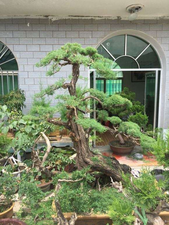 我家的柽柳盆景 是不是精品 图片