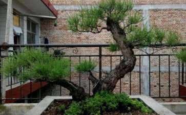 修剪中的柽柳下山桩 可以吗 图片