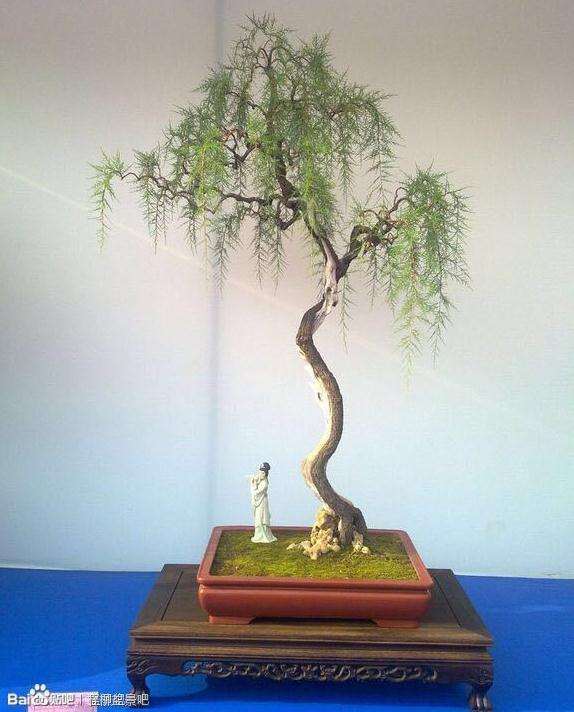 为什么大家很少用红柽柳下山桩做盆景的