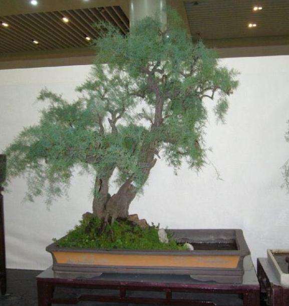 为什么大家很少用红柽柳下山桩做盆景的