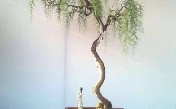 为什么大家很少用红柽柳下山桩做盆景的