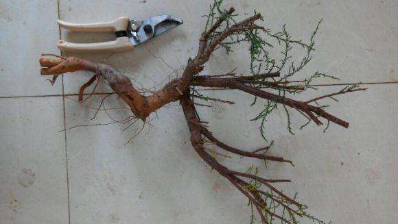 开荒挖出来的柽柳下山桩 扔了可惜