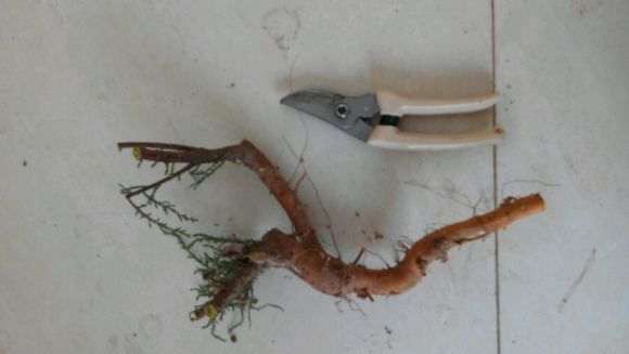 开荒挖出来的柽柳下山桩 扔了可惜