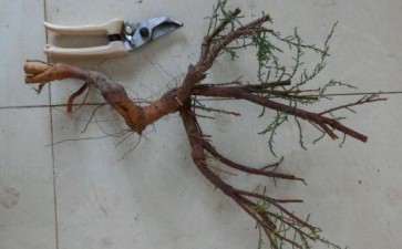 开荒挖出来的柽柳下山桩 扔了可惜 图片