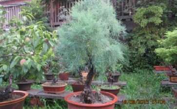 养护中的柽柳下山桩 可以吗 图片