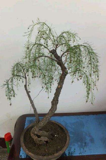 我的柽柳下山桩 才上盆