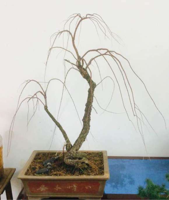 我的柽柳下山桩 才上盆